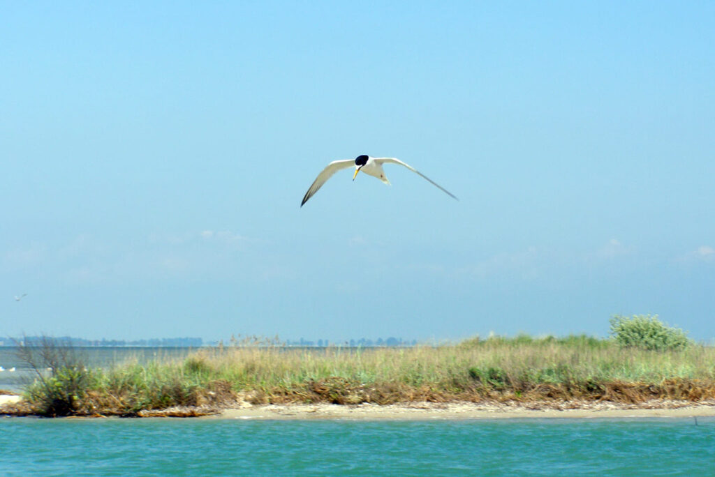 Пролетающая птица над акваторией Джарылгачского залива