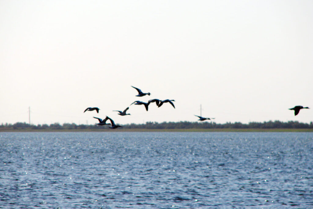 Птицы, пролетающие над Устричным озером