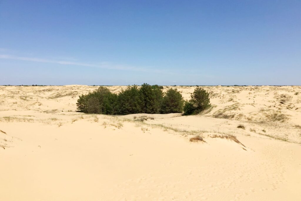 Небольшая группа деревьев в Олешковских песках