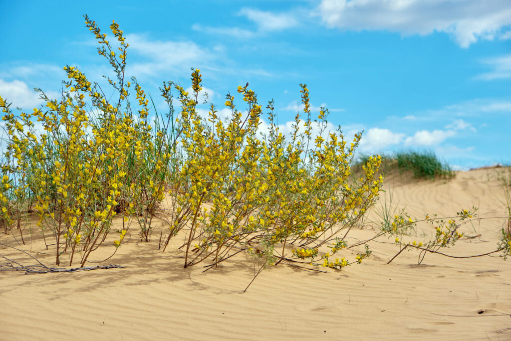 Цветы в Олешковских песках