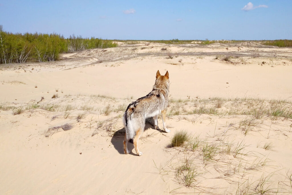 Собака в Олешковских песках